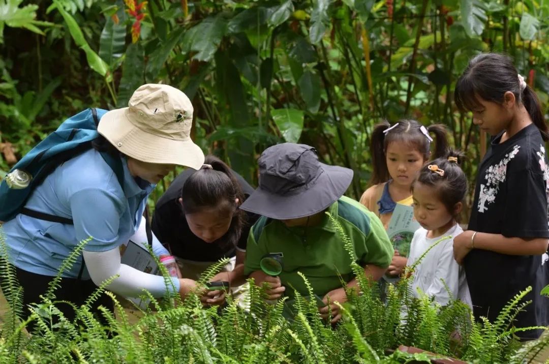 西双版纳望天树景区