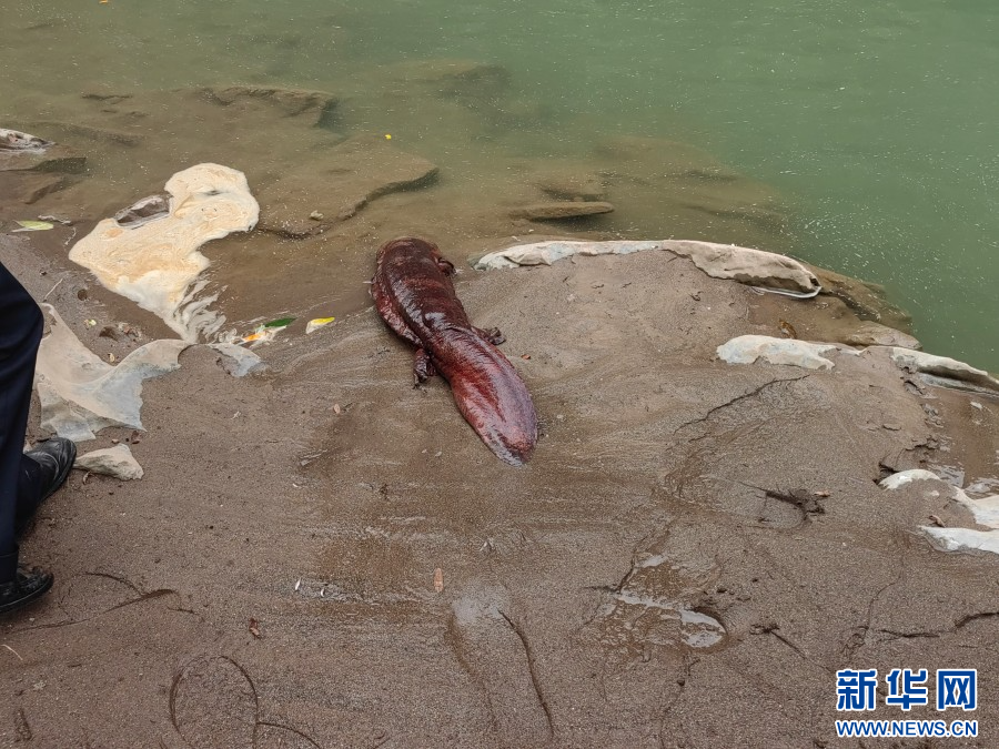 美丽云南微科普