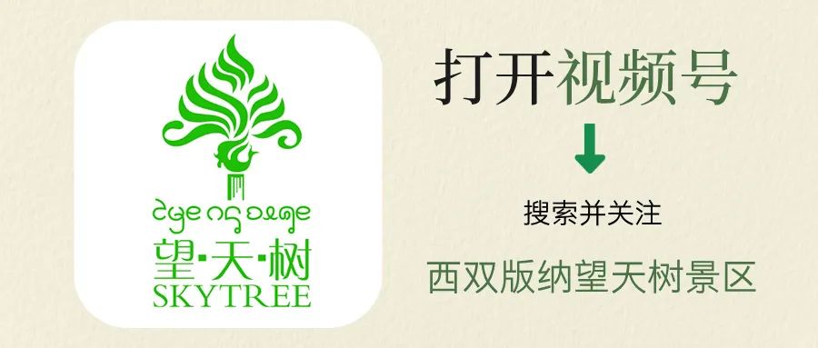 西双版纳望天树景区