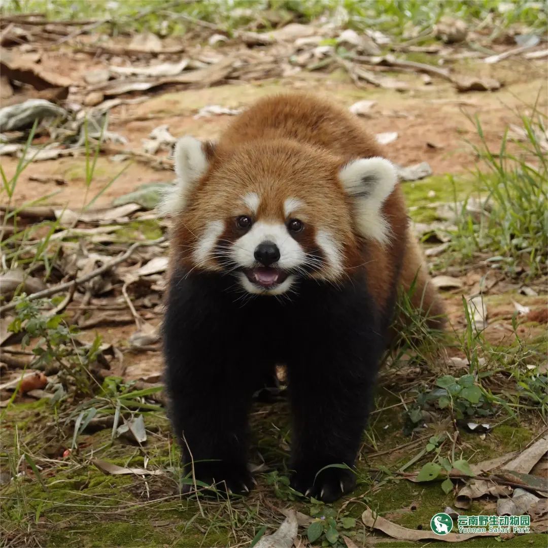 云南野生动物园