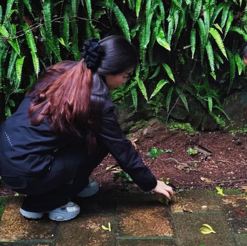 西双版纳望天树景区
