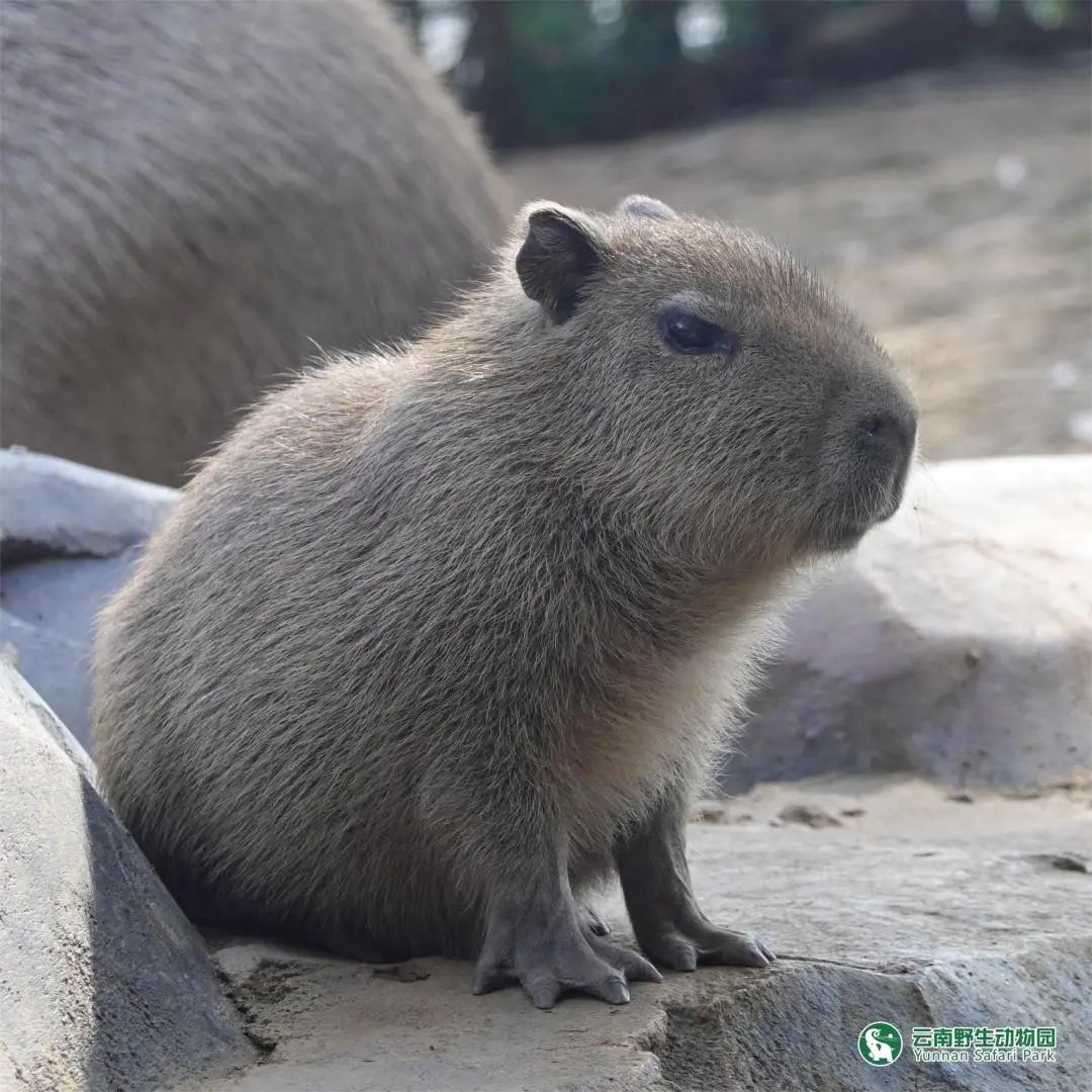 云南野生动物园
