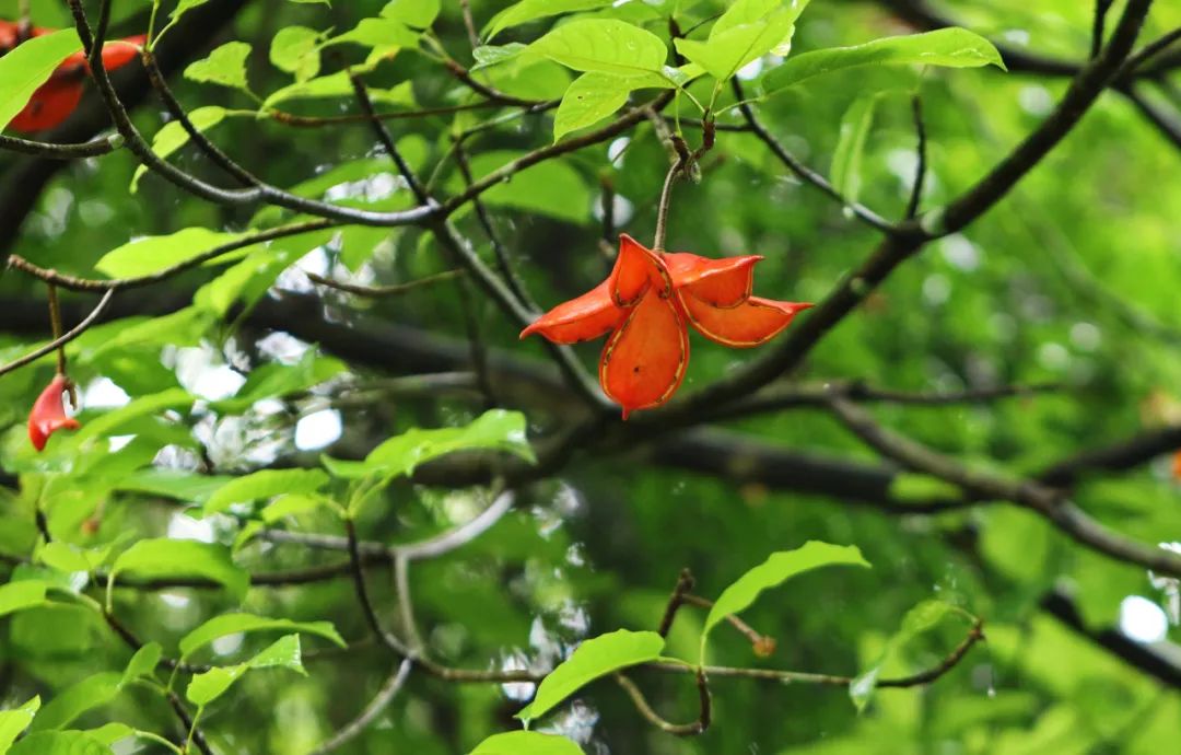 美丽云南微科普