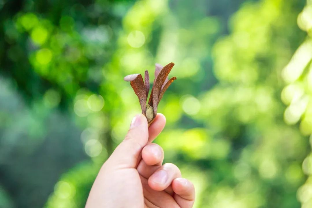 西双版纳望天树景区