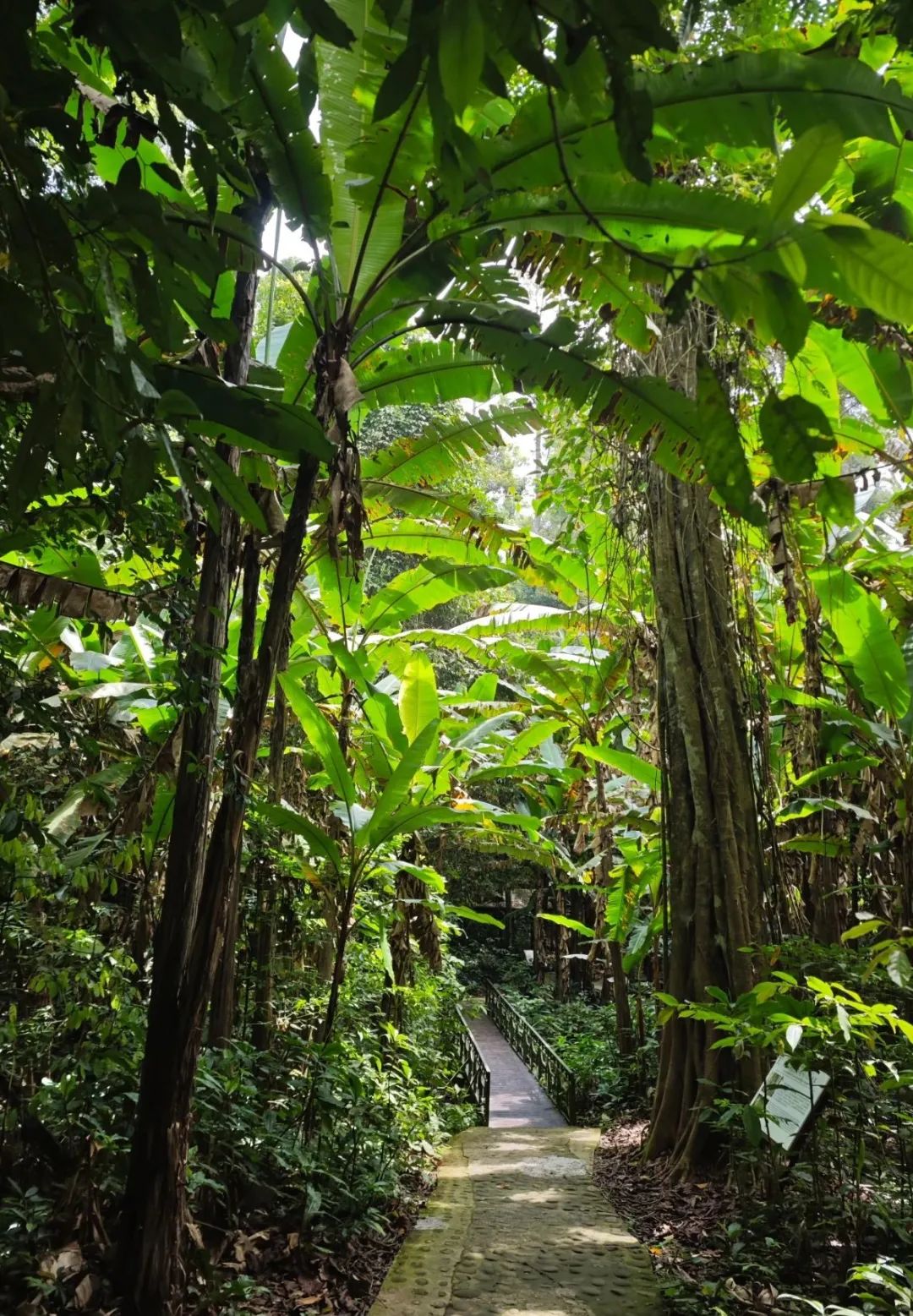 西双版纳望天树景区