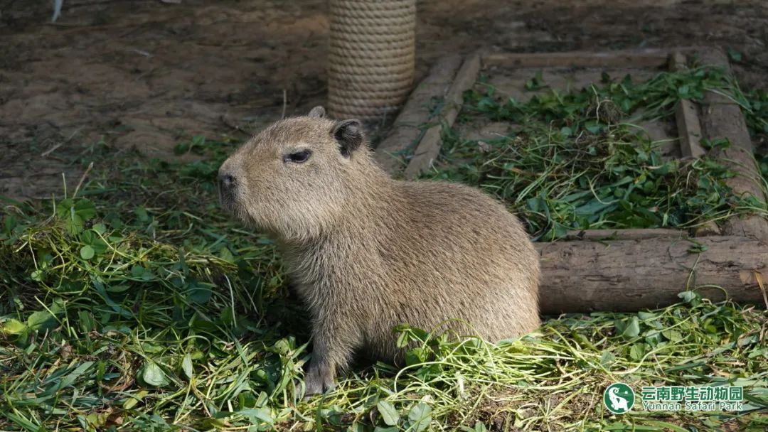 云南野生动物园