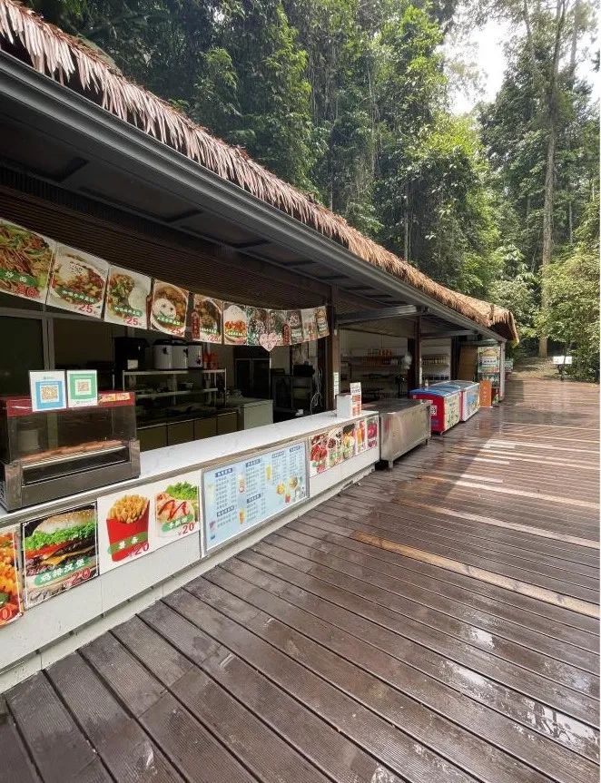 西双版纳望天树景区