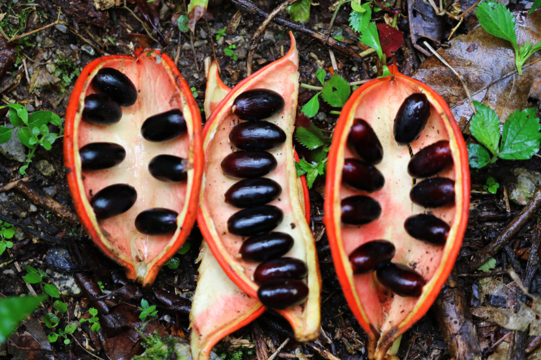 美丽云南微科普