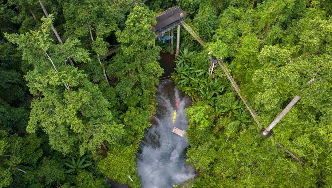 西双版纳望天树景区