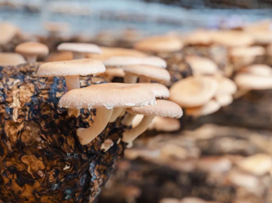 晋宁 诗意的栖居地