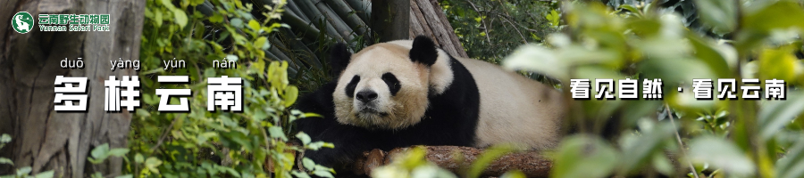 云南野生动物园