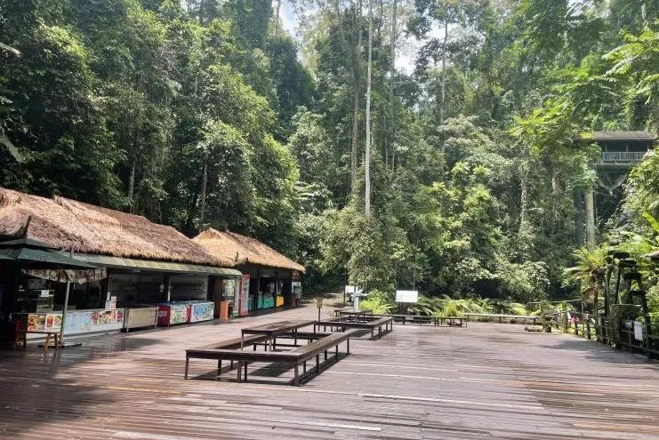 西双版纳望天树景区