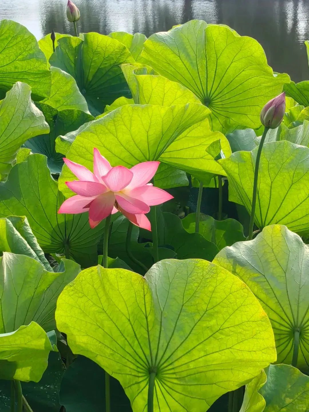 大观楼