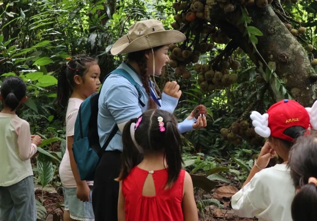 西双版纳望天树景区