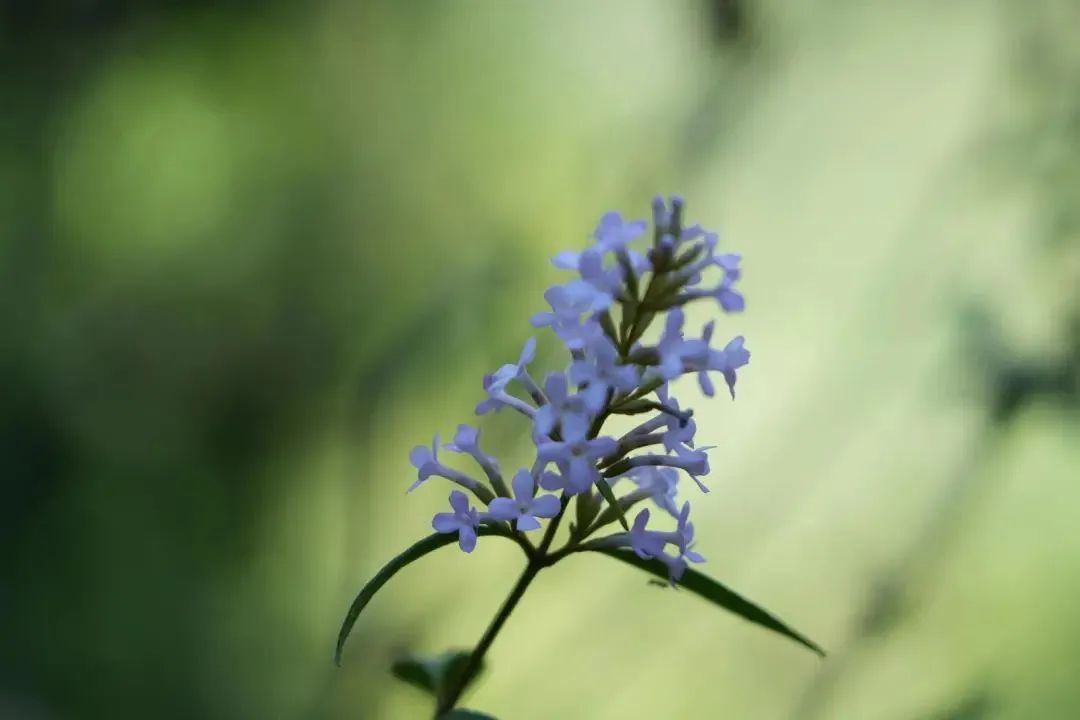 美丽云南微科普