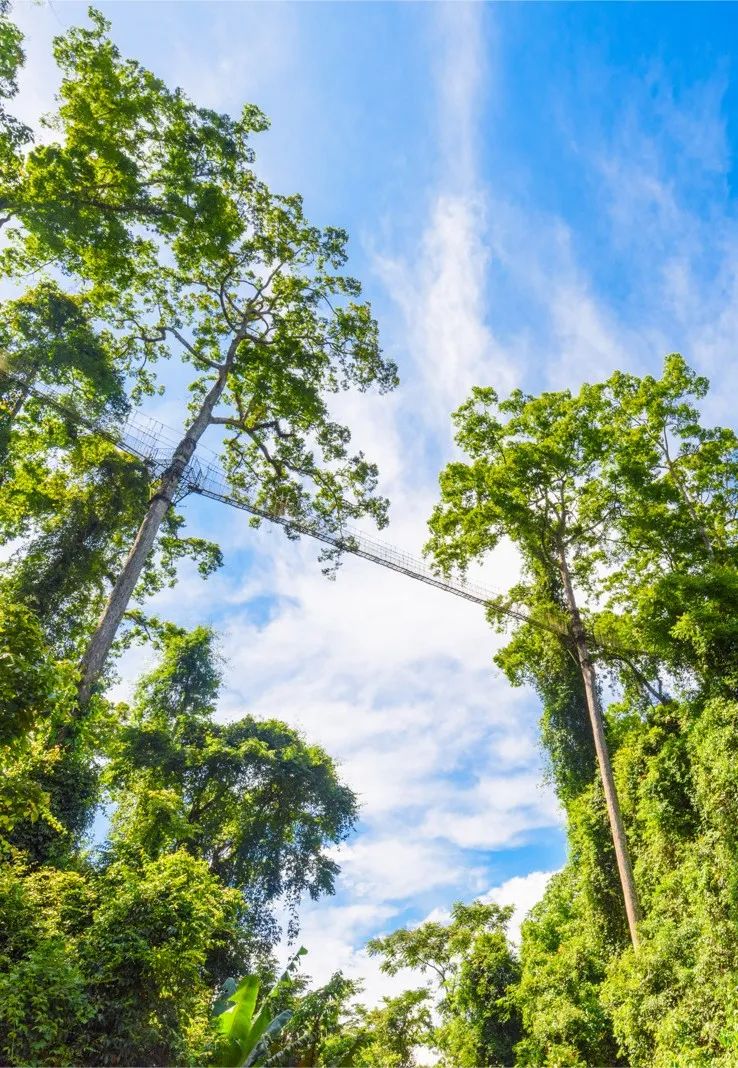 西双版纳望天树景区
