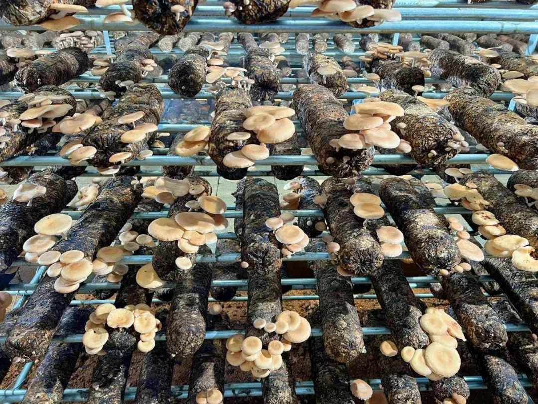 云南省人民政府