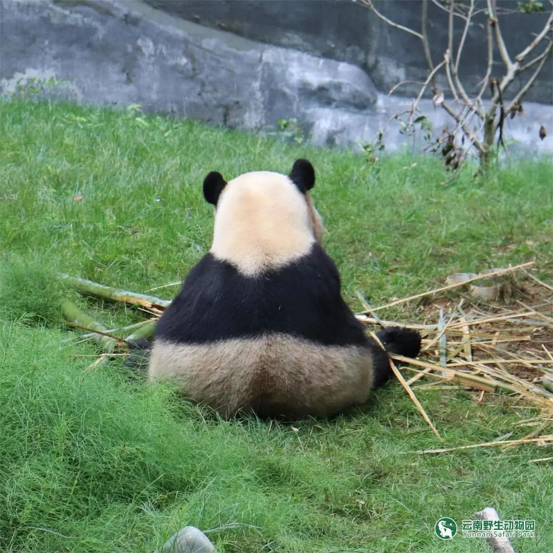 云南野生动物园