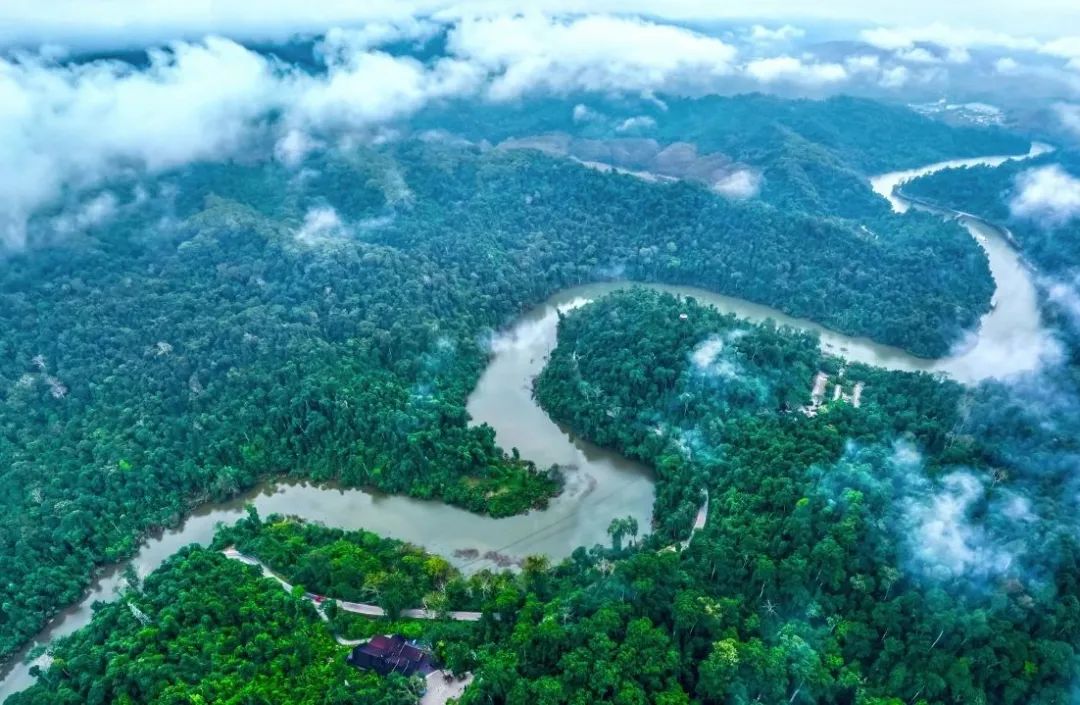 西双版纳望天树景区