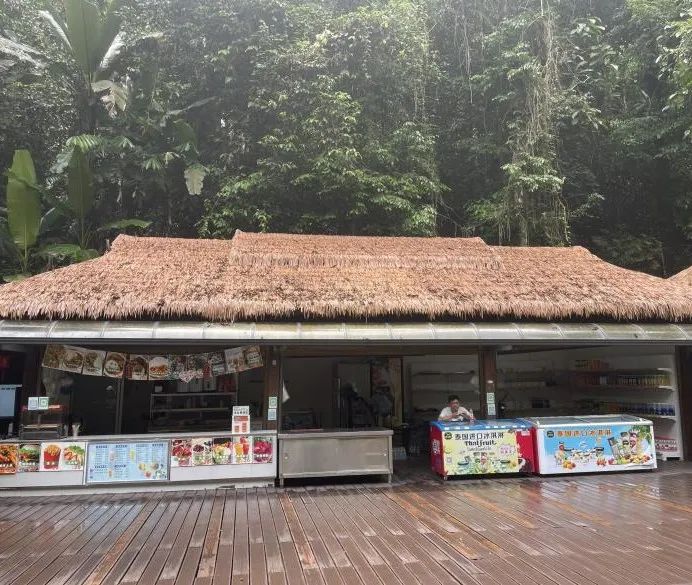 西双版纳望天树景区