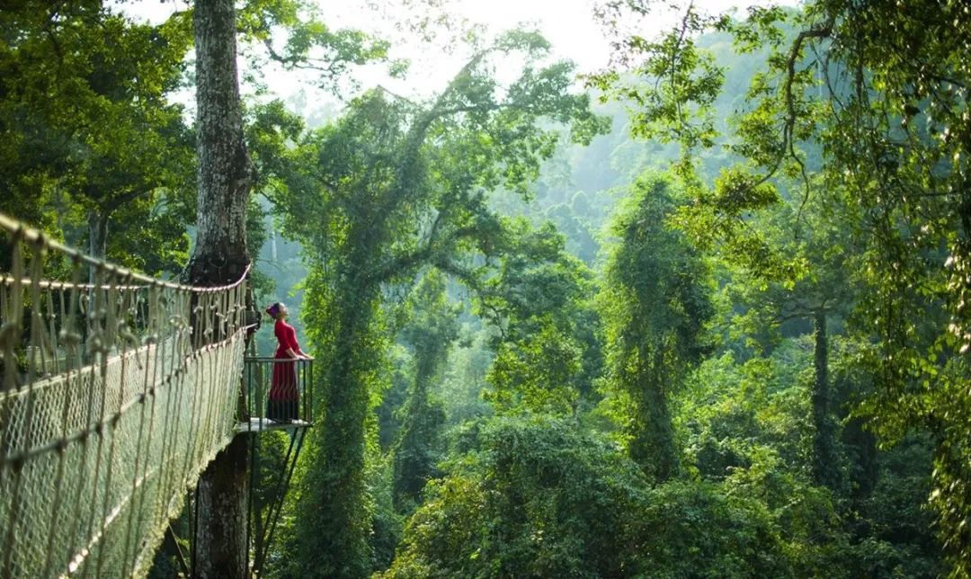 西双版纳望天树景区