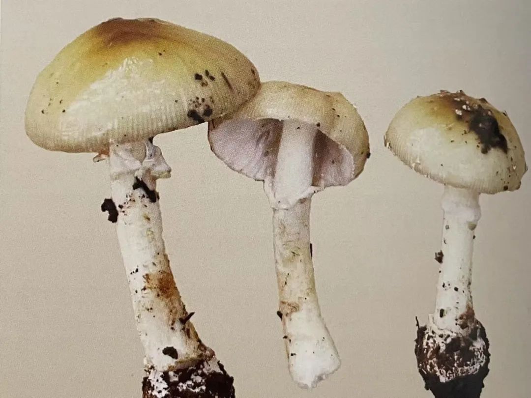 云南省第三人民医院