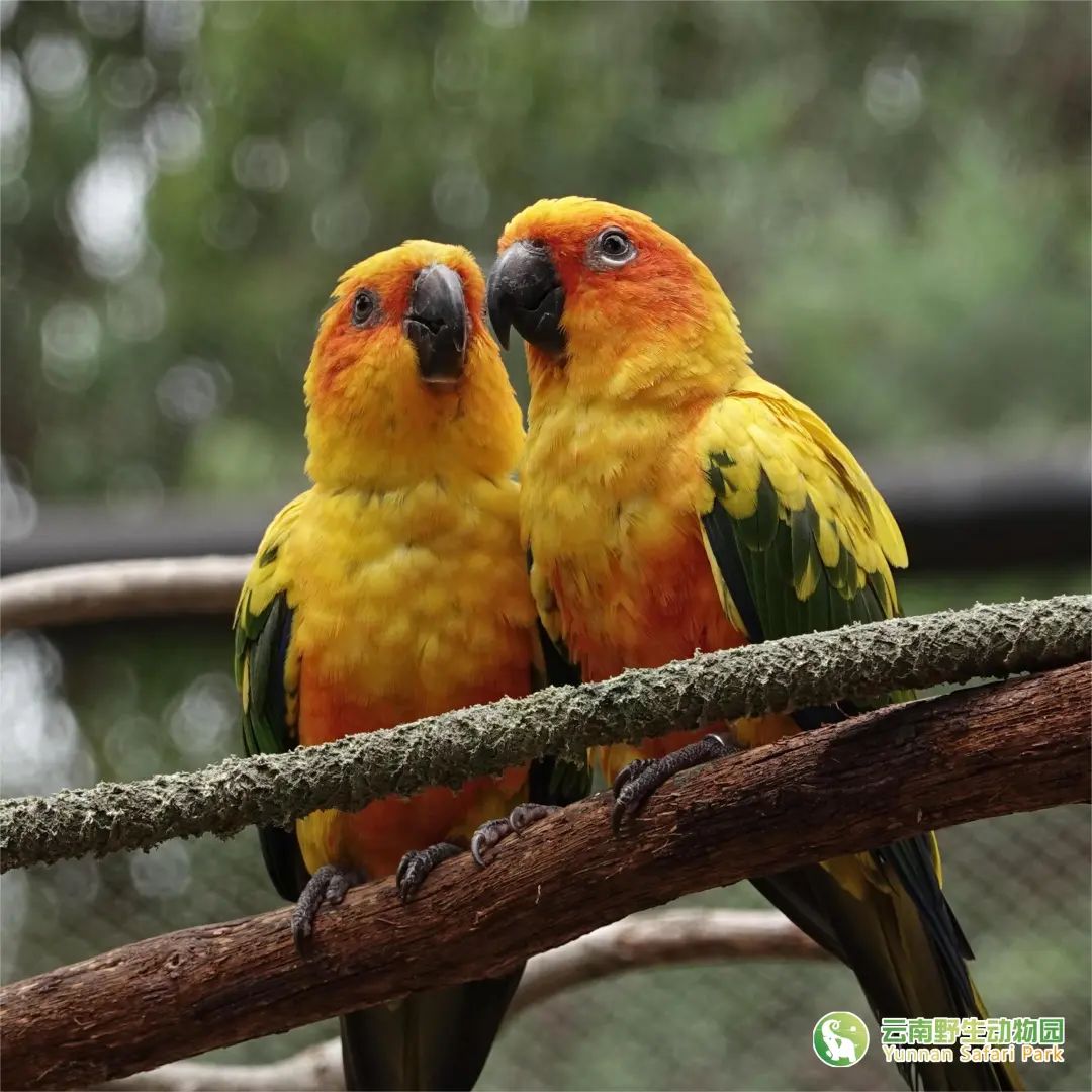 云南野生动物园