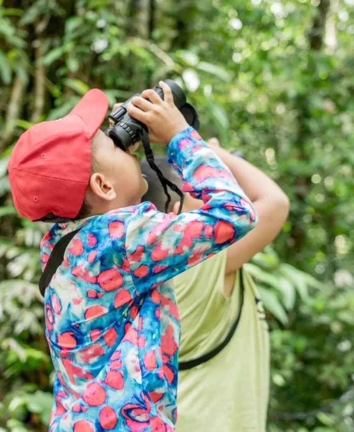 西双版纳望天树景区
