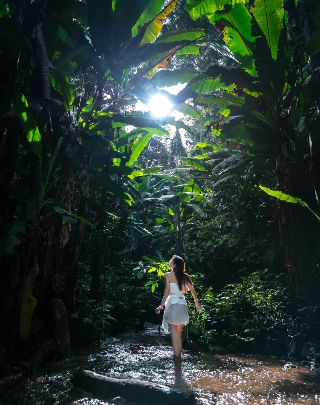 西双版纳望天树景区