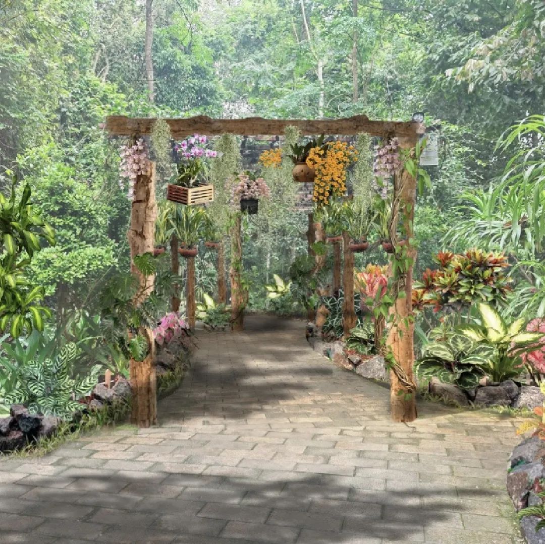 西双版纳望天树景区