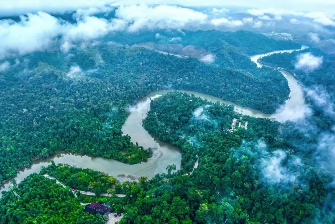 西双版纳望天树景区