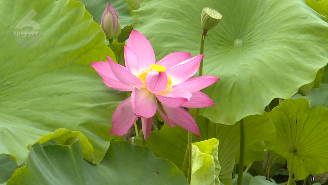 8099999街头巷尾微信