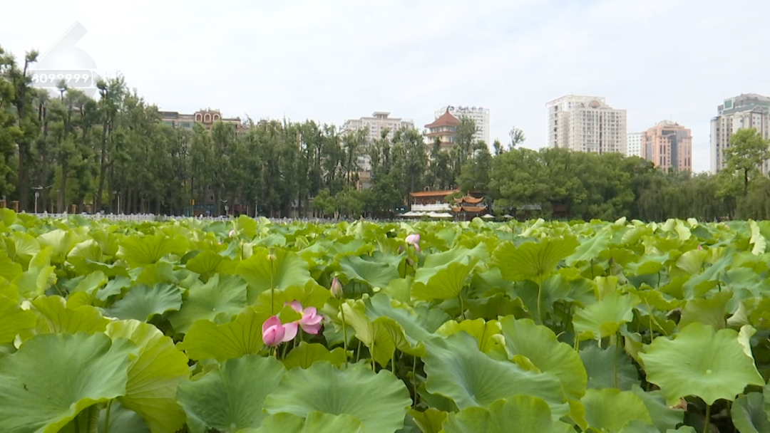 8099999街头巷尾微信