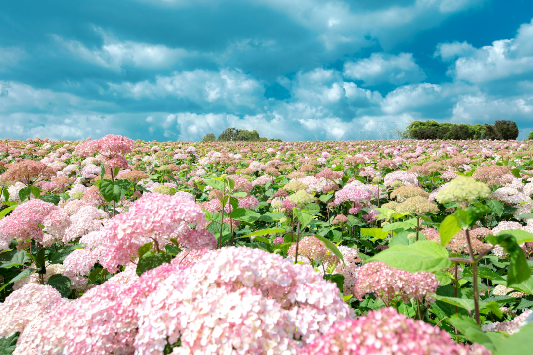 昆明阳宗海风景名胜区