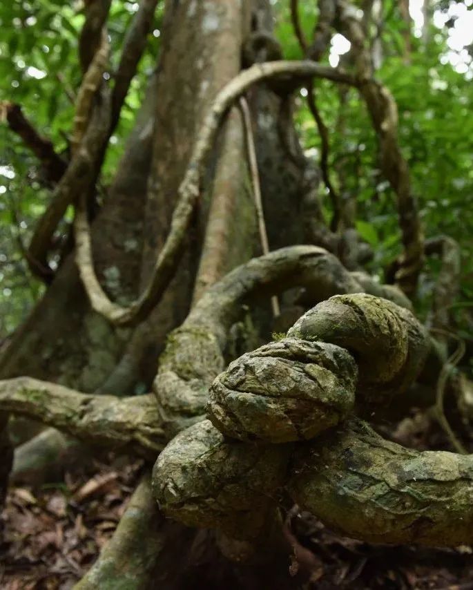 西双版纳望天树景区