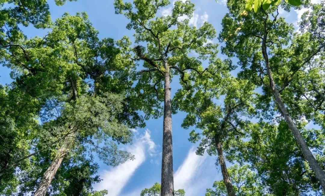 西双版纳望天树景区