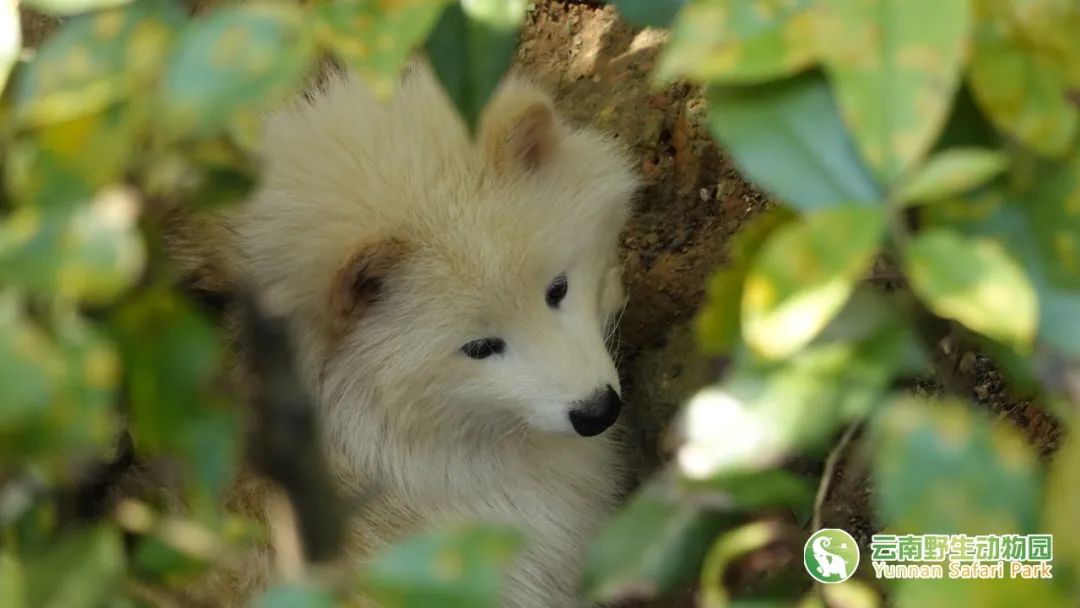 云南野生动物园