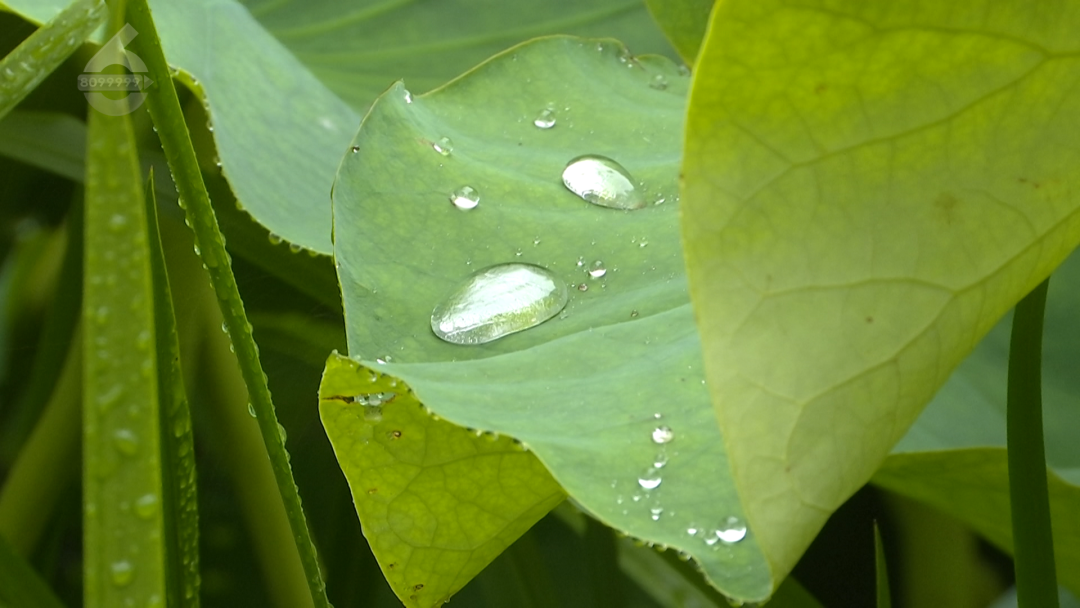 8099999街头巷尾微信