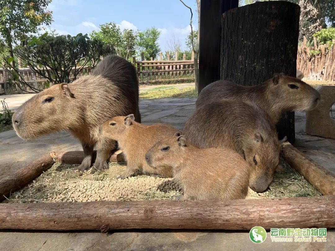 云南野生动物园