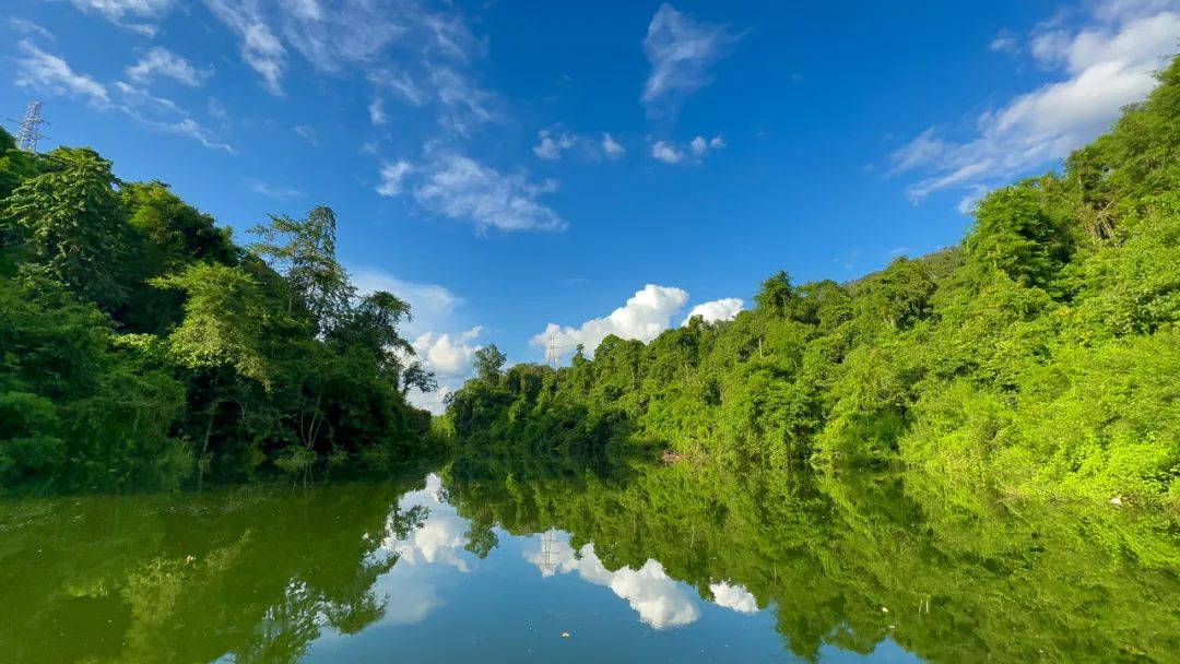 西双版纳望天树景区
