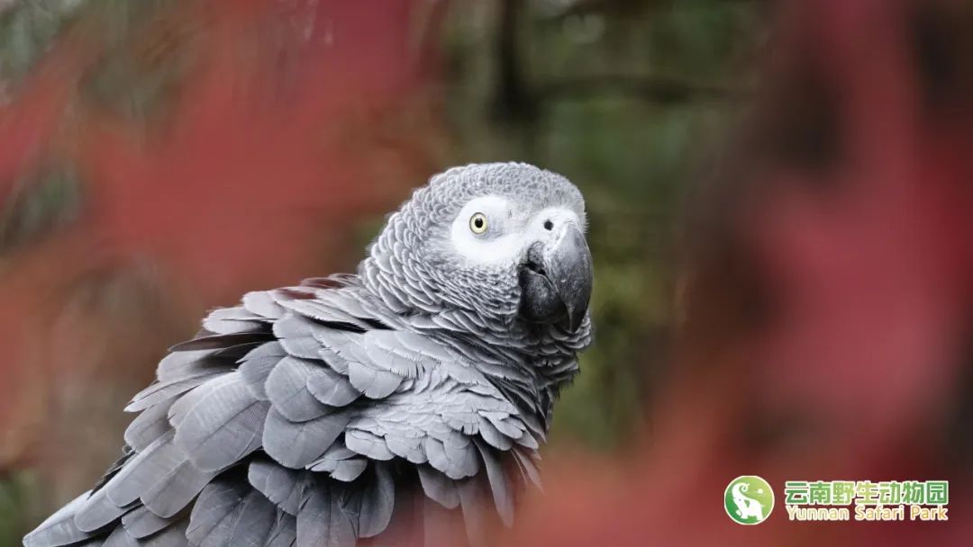 云南野生动物园