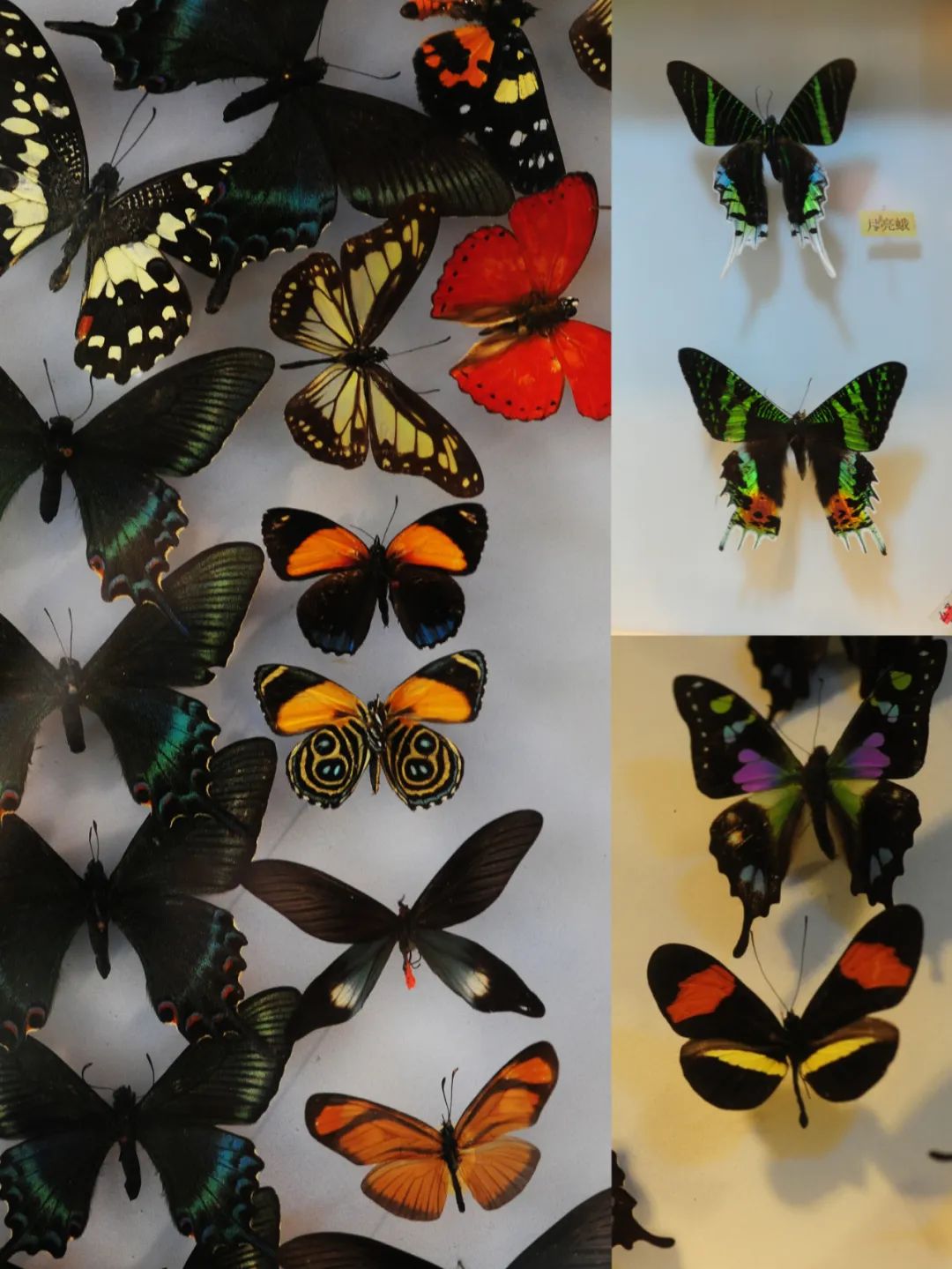 昆明市金殿名胜区