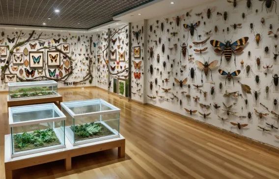 西双版纳望天树景区