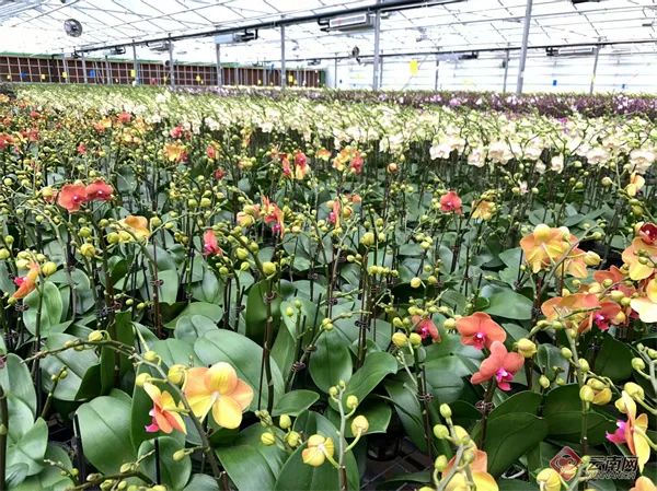 美丽云南微科普