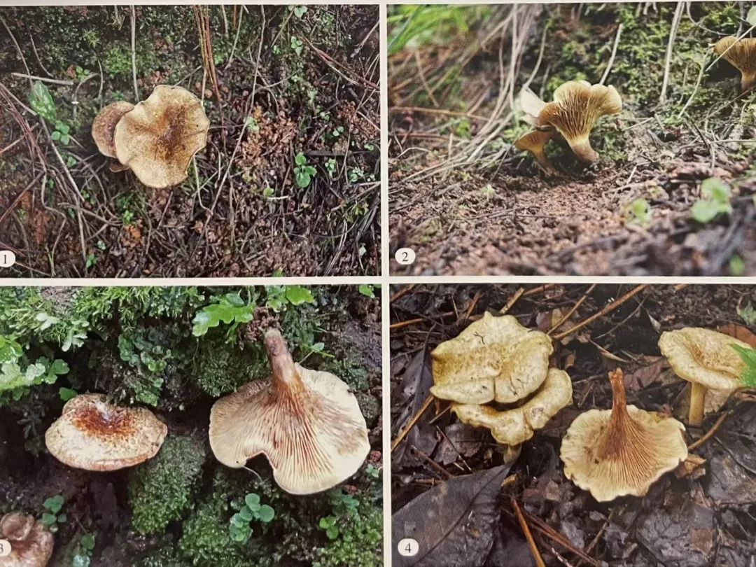 云南省第三人民医院