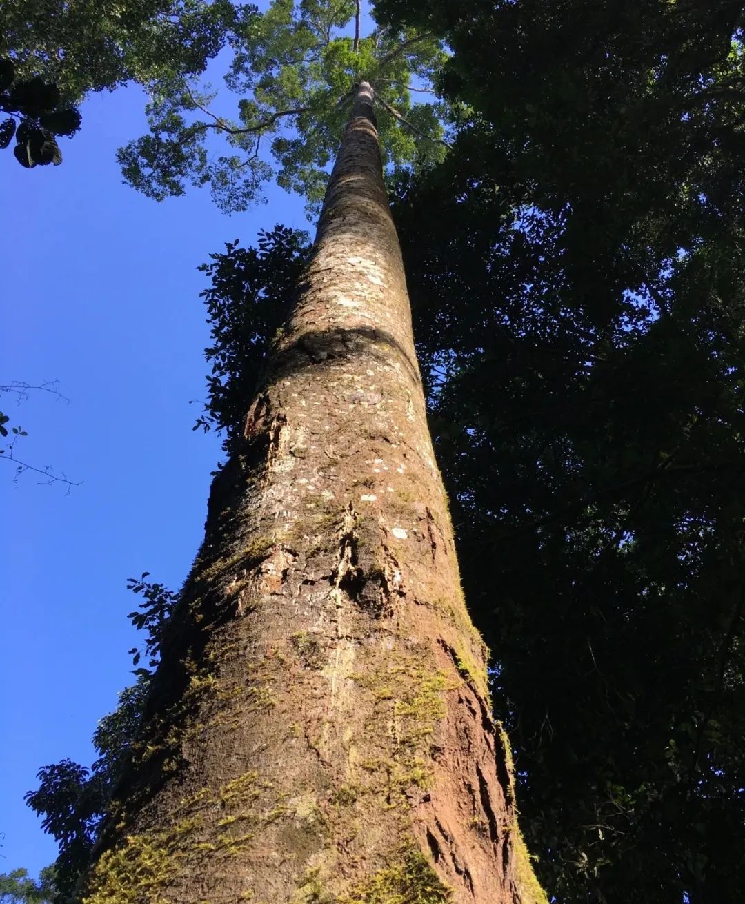 西双版纳望天树景区