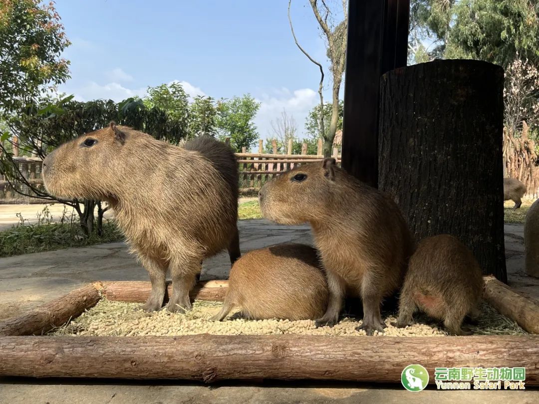 云南野生动物园