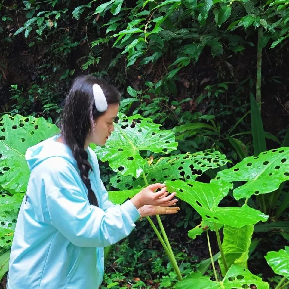 西双版纳望天树景区