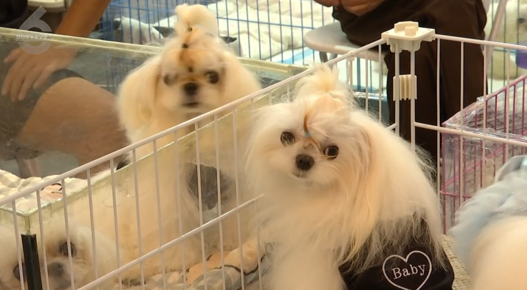 8099999街头巷尾微信