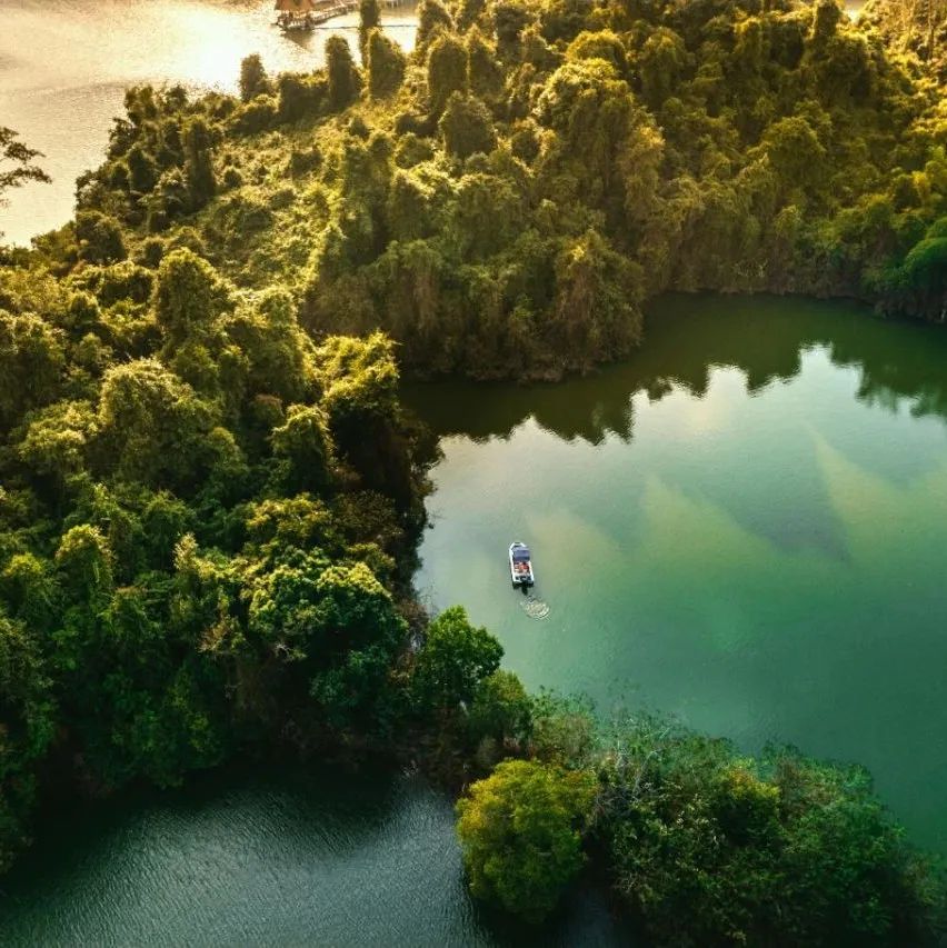 西双版纳望天树景区